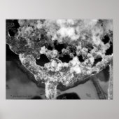 Lacy Eis Poster (Vorne)