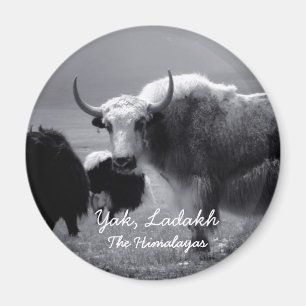 Ladakh, der Himalaja, Yak II (Magnet) Magnet