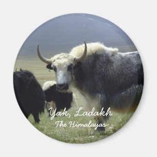 Ladakh, Der Himalaya, Yak (Magnet) Magnet