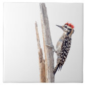 Ladder-Backed Woodpecker Fliese (Vorderseite)