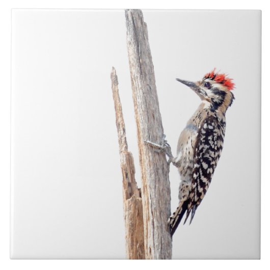 Ladder-Backed Woodpecker Fliese (Vorderseite)