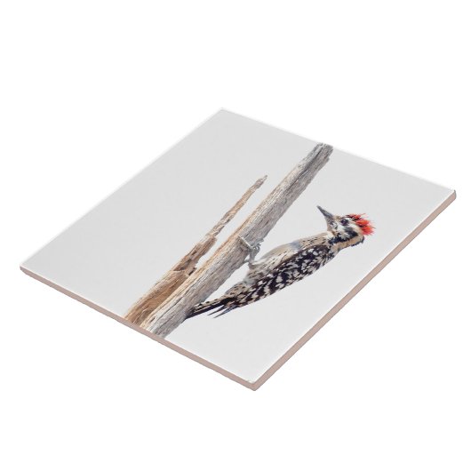 Ladder-Backed Woodpecker Fliese (Seite)