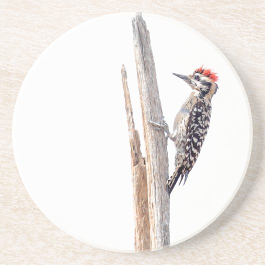 Ladder-Backed Woodpecker Getränkeuntersetzer (Vorne)