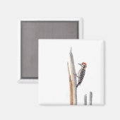 Ladder-Backed Woodpecker Magnet (Vorderseite/Rückseite)