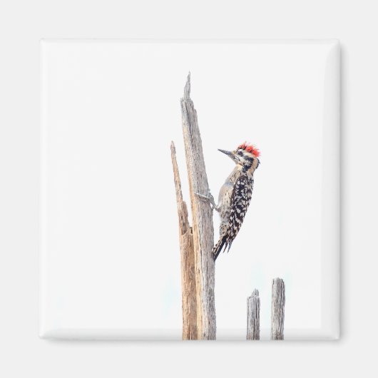 Ladder-Backed Woodpecker Magnet (Vorne)