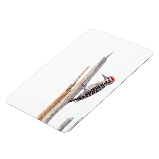 Ladder-Backed Woodpecker Magnet (Linke Seite)