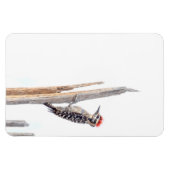 Ladder-Backed Woodpecker Magnet (Horizontal)