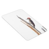 Ladder-Backed Woodpecker Magnet (Rechte Seite)