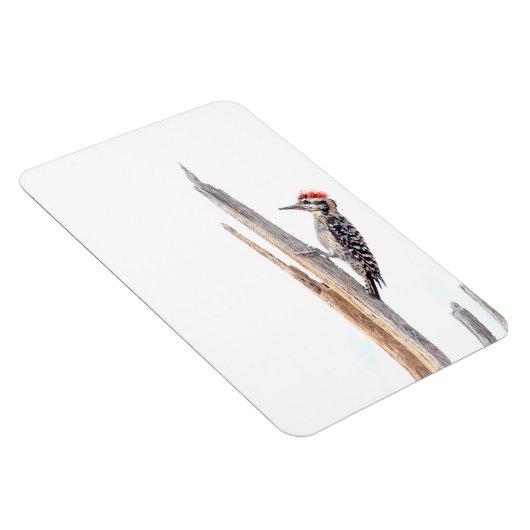 Ladder-Backed Woodpecker Magnet (Rechte Seite)
