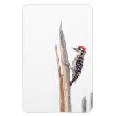 Ladder-Backed Woodpecker Magnet (Vertikal)