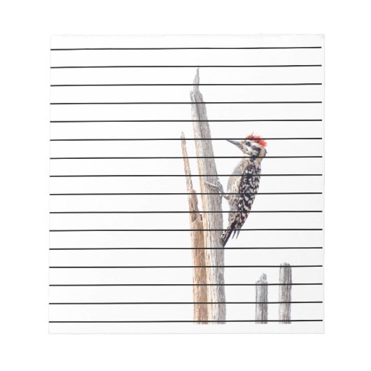 Ladder-Backed Woodpecker Notizblock (Vorderseite)