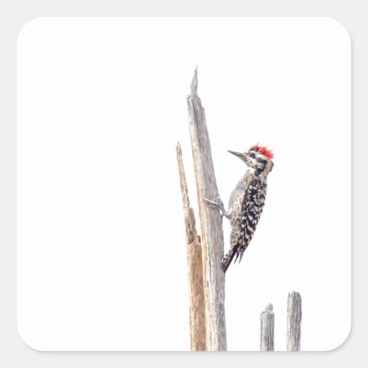 Ladder-Backed Woodpecker Quadratischer Aufkleber (Vorderseite)