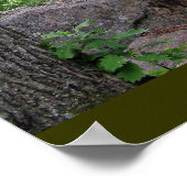 Ladder Trail Acadia Poster (Ecke)