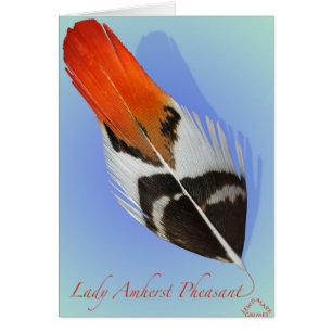 Lady Amherst Pheasant Flank
