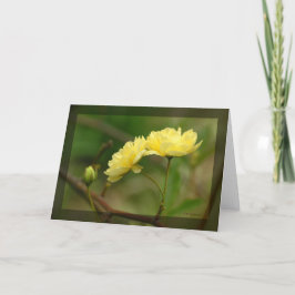 Lady Banks Rosea Duo Karte