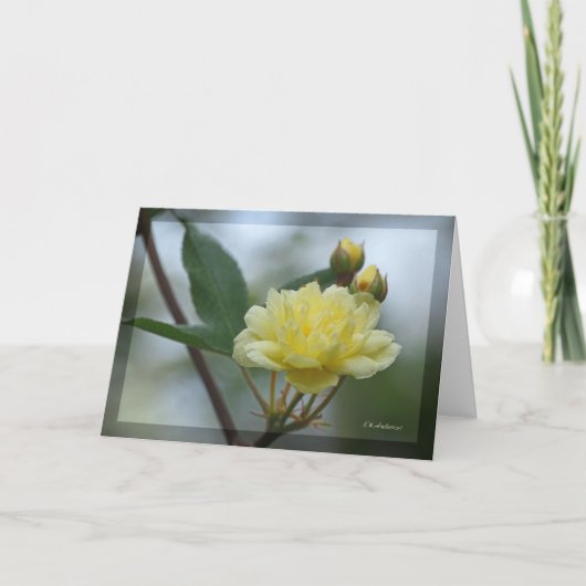 Lady Banks Rosea Karte (Vorderseite)