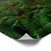 Lady Bird Johnson Grove Poster (Ecke)