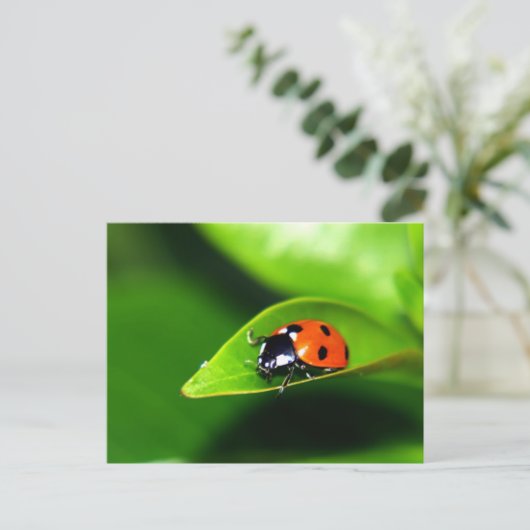 Lady Bug auf der linken Seite Postkarte (Stehend Vorderseite)