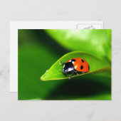 Lady Bug auf der linken Seite Postkarte (Vorne/Hinten)
