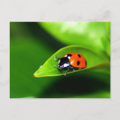 Lady Bug auf der linken Seite Postkarte (Vorderseite)