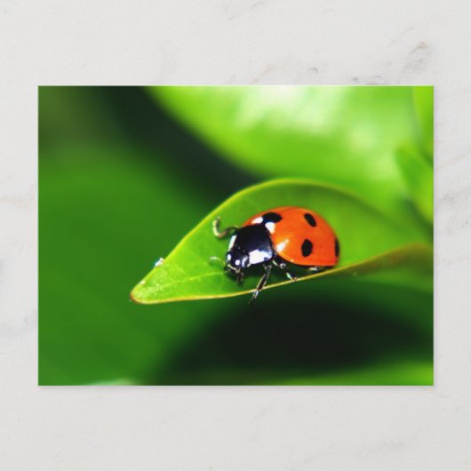 Lady Bug auf der linken Seite Postkarte (Vorderseite)