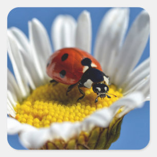Lady bug auf einer daisy Postkarte Quadratischer Aufkleber