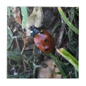 Lady Bug Fliese (Vorderseite)