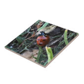 Lady Bug Fliese (Seite)