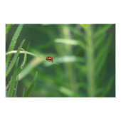 Lady Bug Fotodruck (Vorne)