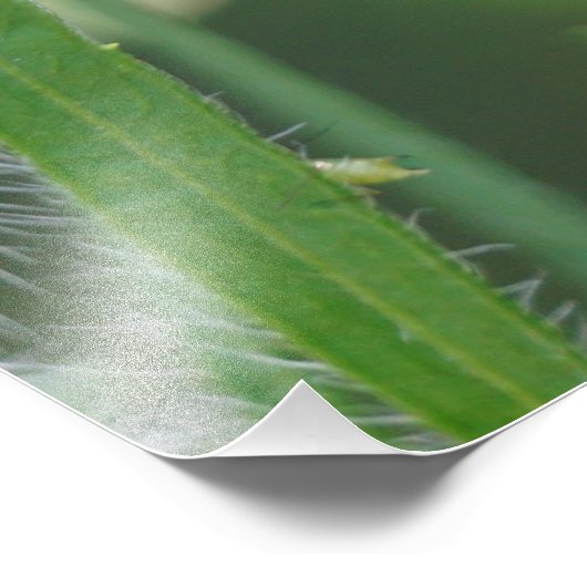 Lady Bug Fotodruck (Ecke)