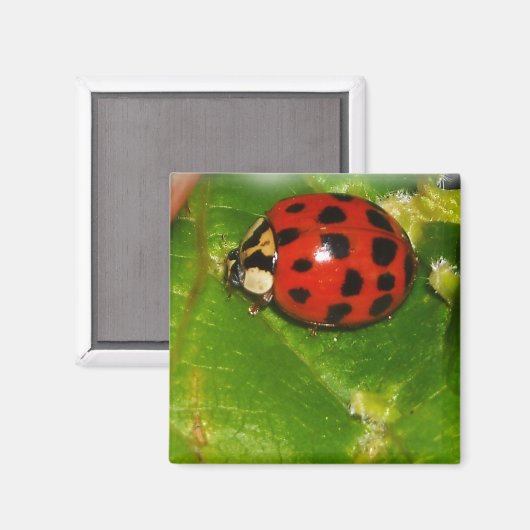 Lady Bug Magnet (Vorderseite/Rückseite)