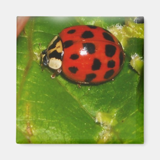Lady Bug Magnet (Vorne)