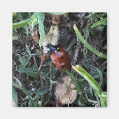 Lady Bug Magnet (Vorne)