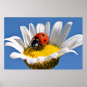 Lady bug on daisy poster (Vorne)