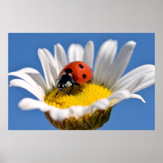 Lady bug on daisy poster (Vorne)