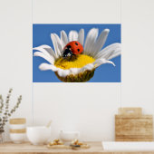 Lady bug on daisy poster (Küche)