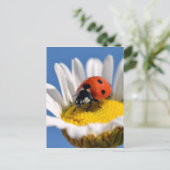Lady bug on daisy postkarte (Stehend Vorderseite)