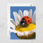 Lady bug on daisy postkarte (Vorne/Hinten)
