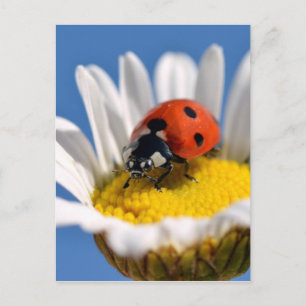 Lady bug on daisy postkarte
