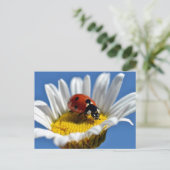 Lady bug on daisy postkarte (Stehend Vorderseite)