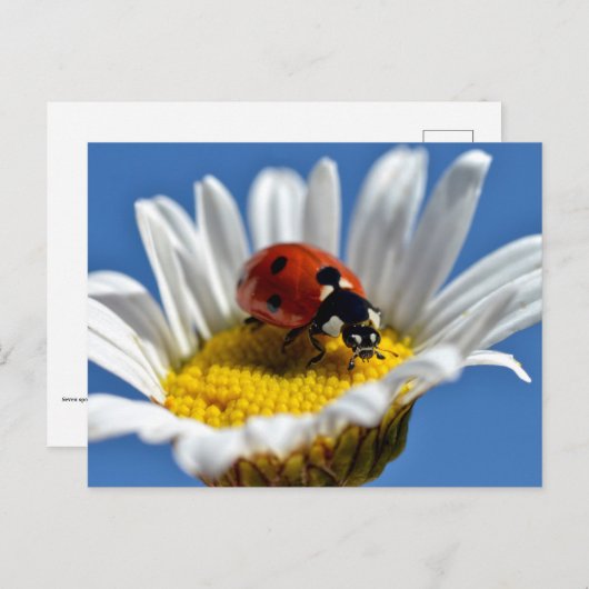 Lady bug on daisy postkarte (Vorne/Hinten)