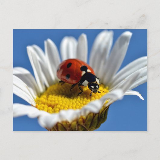 Lady bug on daisy postkarte (Vorderseite)