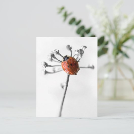 Lady Bug on Dill Blume mit Dew Postkarte (Stehend Vorderseite)