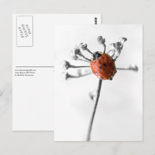 Lady Bug on Dill Blume mit Dew Postkarte (Vorne/Hinten)
