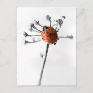 Lady Bug on Dill Blume mit Dew Postkarte