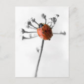 Lady Bug on Dill Blume mit Dew Postkarte (Vorderseite)