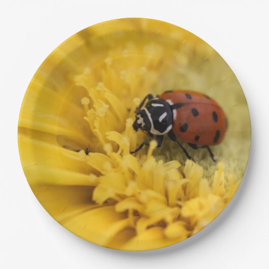 Lady Bug Pappteller (Vorderseite)