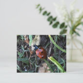 Lady Bug Postkarte (Stehend Vorderseite)