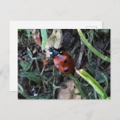 Lady Bug Postkarte (Vorne/Hinten)