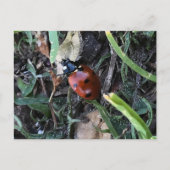 Lady Bug Postkarte (Vorderseite)